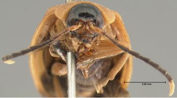 Media type: image; Entomology 19420   Aspect: head frontal view